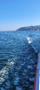 Bodensee_4