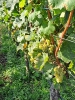 Bodensee_6