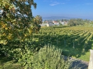 Bodensee_8