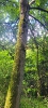 Deisslinger Wald_5